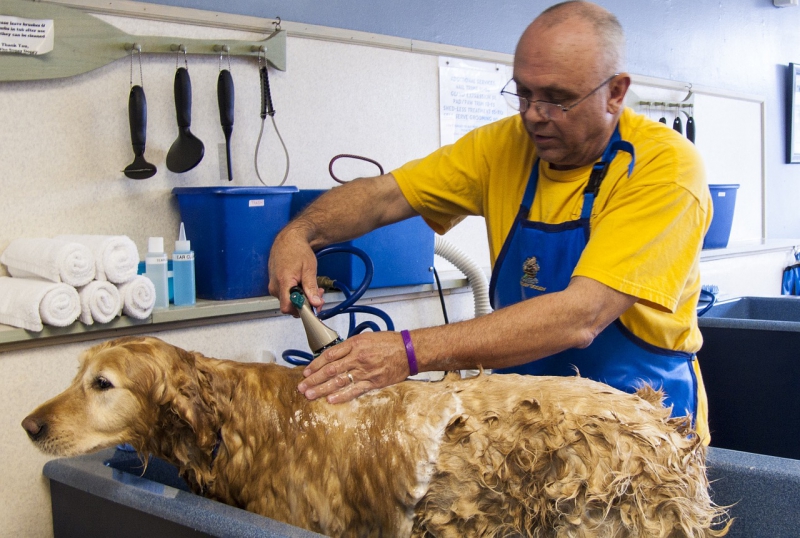 toiletteur-BARJOLS-min_dog-bath-682169_1280